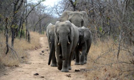 Botswana propose sending 2000 elephants to Germany
